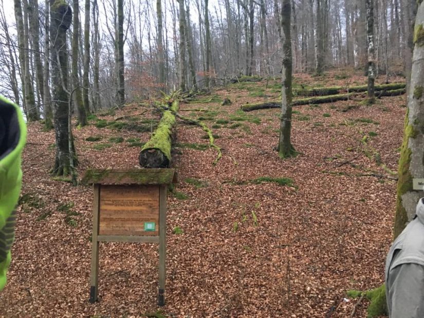 Diskussion um Nationalpark im Spessart